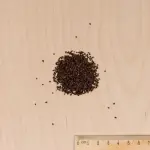 Potagères - Oseille Large de Belleville - Légumes d'Autrefois - MEDIA_3D